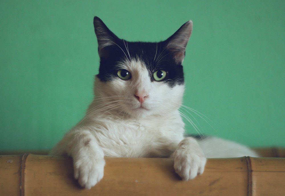 assicurazione cane gatto spese veterinarie rc - consulenza e gestione sinistri